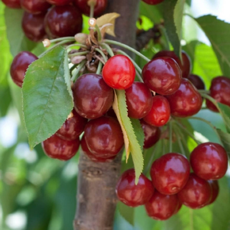 Säulenkirsche Fabiola späte alte Sorte Obstbaum Süßkirschen 80cm / 140cm