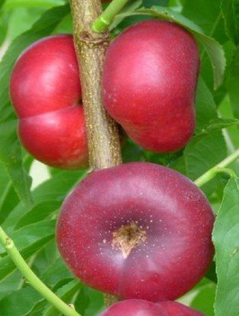 Nektarinenbaum Flatryna - Wurzelnackte Pflanze