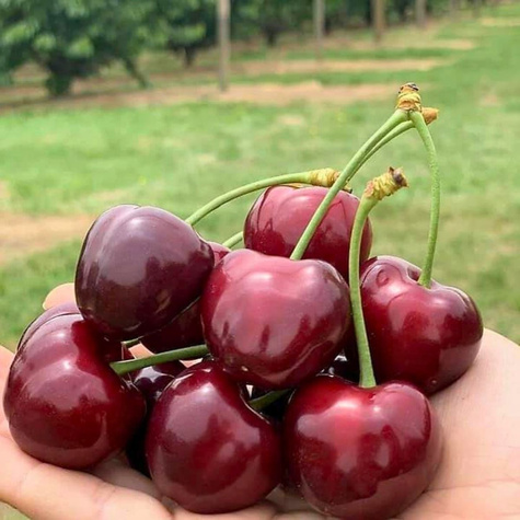 Säulenkirsche Buffalo Heart Obstbaum Süßkirschen 80cm / 140cm