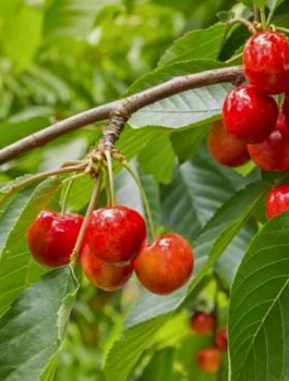 Süßkirsche ‘Vega’- Zwergform (GISELA5)  - Wurzelnackte Pflanze