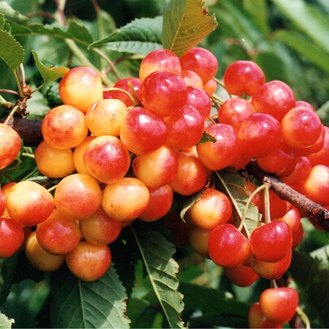 Säulenkirsche Kunzego sehr lecker Obstbaum Süßkirschen 80cm / 140cm