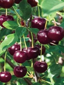 Sauerkirsche Łutówka - Wurzelnackte Pflanze