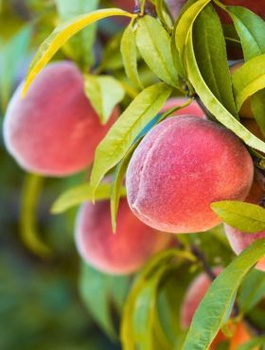 Pfirsichbaum Dixired - Wurzelnackte Pflanze