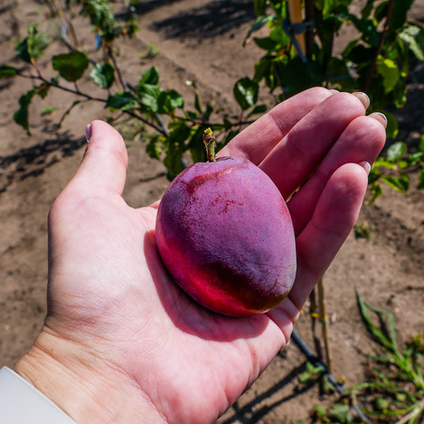 Pflaumenbaum Amers - Wurzelnackte Pflanze
