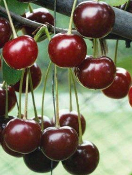 Sauerkirsche Kelleris 16 - Wurzelnackte Pflanze