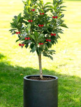 Mini-Zwergkirsche ‚Piemont’ - Wurzelnackte Pflanze