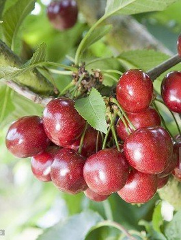 Süßkirsche ‘Celesta’ — Säulenform - Wurzelnackte Pflanze