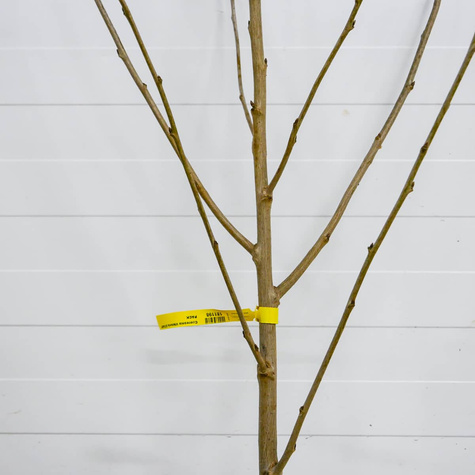 Süßkirsche Siestronka - Wurzelnackte Pflanze