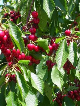 Süßkirsche Sweetheart - Wurzelnackte Pflanze