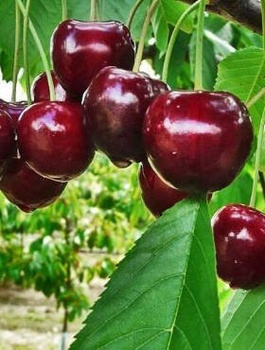 Süßkirsche ‘Fabiola’ - Halbzwerg - Wurzelnackte Pflanze