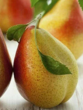 Birnenbaum Król Sobieski - Wurzelnackte Pflanze