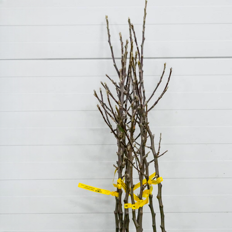 Apfelbaum - Ananasapfel ‘Berżenicki’ - Wurzelnackte Pflanze