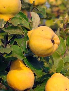 Birnenquitte Champion - Wurzelnackte Pflanze