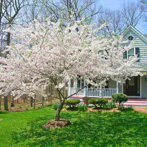 Pflaumenbaum Opal - Wurzelnackte Pflanze