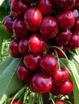 Süßkirsche Lapins - Wurzelnackte Pflanze