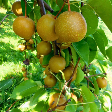 Birnenbaum Asiatischer Hosui sehr lecker Obstbaum Birne 80cm / 140cm