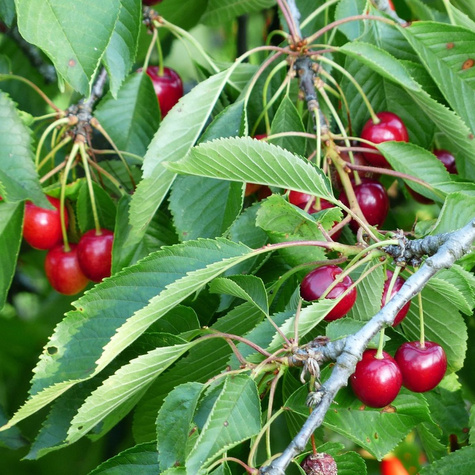 Sauerkirsche Nefris - Wurzelnackte Pflanze