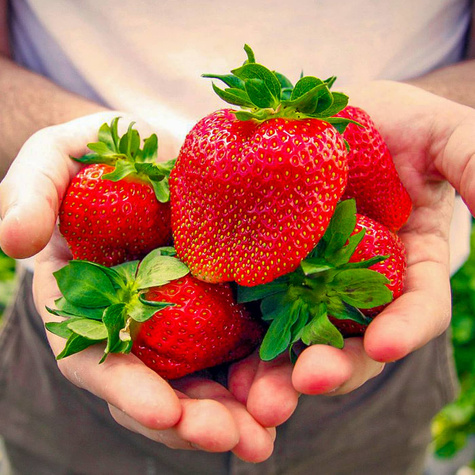 10 Stk. Erdbeerpflanze 'Elkat' Sehr fruchtbar