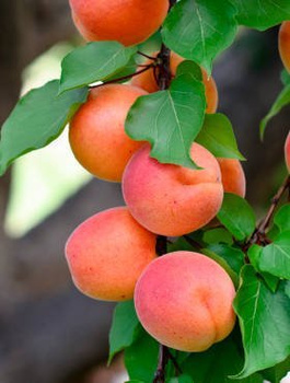 Aprikosenbaum Somo - Wurzelnackte Pflanze