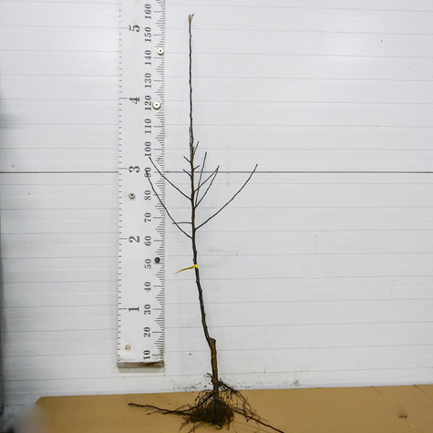 Apfelbaum Cox Orange - Wurzelnackte Pflanze