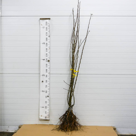 Asiatische Birne ‚Hosui’ - Wurzelnackte Pflanze