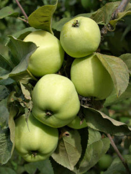 Apfelbaum Antonówka Zuckerapfel - Wurzelnackte Pflanze