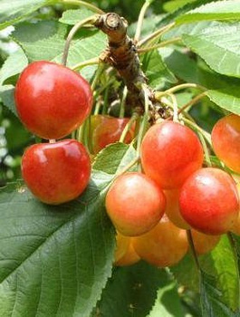 Süßkirsche ‘Miodówka Jasna’, hellrosa Früchte’ - Wurzelnackte Pflanze