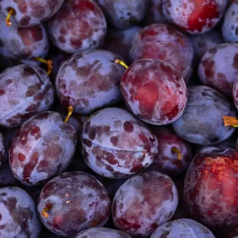 Pflaumenbaum Krasnaja Distertnaja Obstbaum Pflaume 80cm / 140cm