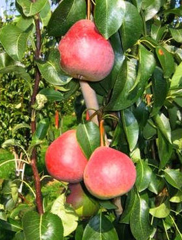 Birnenbaum Radana - Wurzelnackte Pflanze