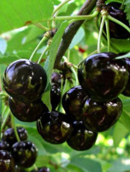 Süßkirsche halbzwergig Narana - Wurzelnackte Pflanze