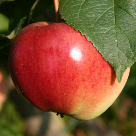 Apfelbaume Geneva Early Rote Papierowka Obstbaum Apfel 80cm / 140cm