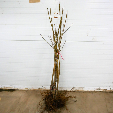 Süßkirsche Staccato - Wurzelnackte Pflanze