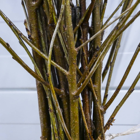 Sauerkirsche Debreceni Botermo - Wurzelnackte Pflanze