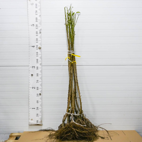 Säulenkirsche 'Queen Marry' - Wurzelnackte Pflanzen