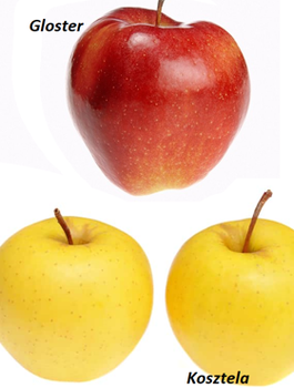 Duo Apfelbaum Kosztela + Gloster - Wurzelnackte Pflanze