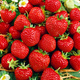 10 Stk. Erdbeerpflanze 'Senga Sengana' die süßeste Erdbeersorte