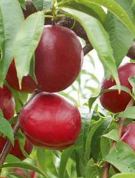 Nektarinenbaum Red Glory - Wurzelnackte Pflanze