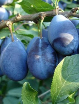 Pflaumenbaum Węgierka Wangenheima - Wurzelnackte Pflanze