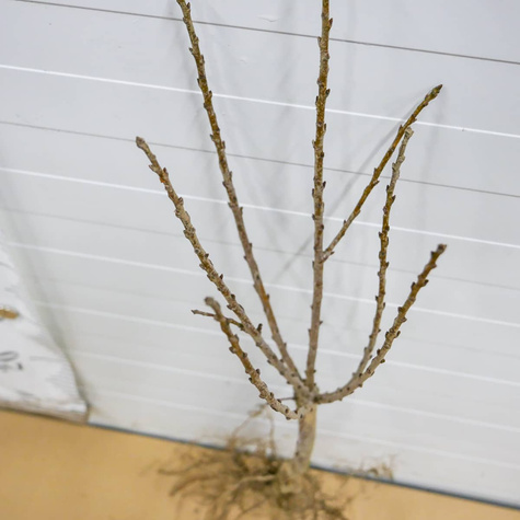 Mini-Zwergkirsche ‚Piemont’ - Wurzelnackte Pflanze