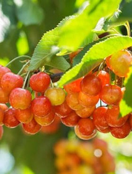 Süßkirsche Vega - Wurzelnackte Pflanze