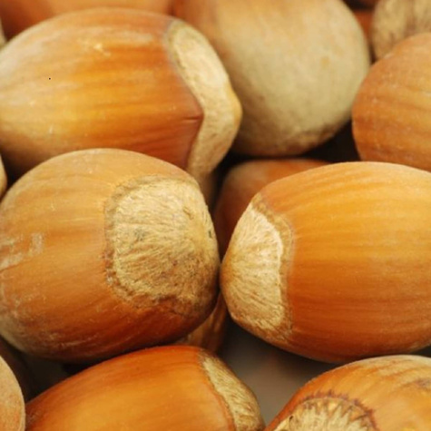 Haselnuss Trapezundski Obstbaum 80cm / 140cm