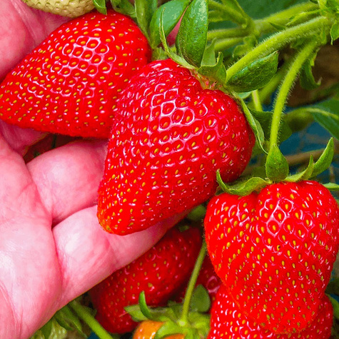 10 Stk. Erdbeerpflanze 'Dukat'