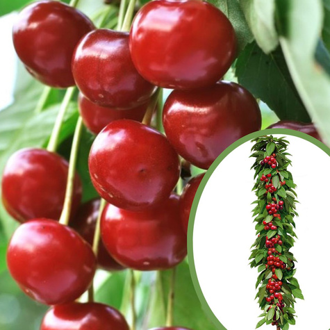 Säulenkirsche Säulenobst Silva frostsicher Obstbaum Süßkirschen 120 cm / 160 cm