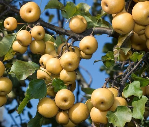 Birnenbaum asiatischer Kosui Obstbaum Birne 80cm / 140cm