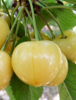 Süßkirsche ‘Weiße Maria’ - Wurzelnackte Pflanze