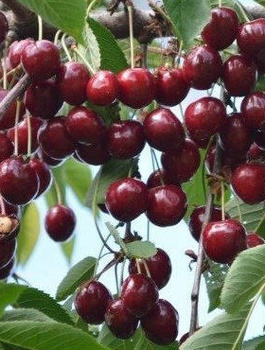 Süßkirsche Wanda - Wurzelnackte Pflanze