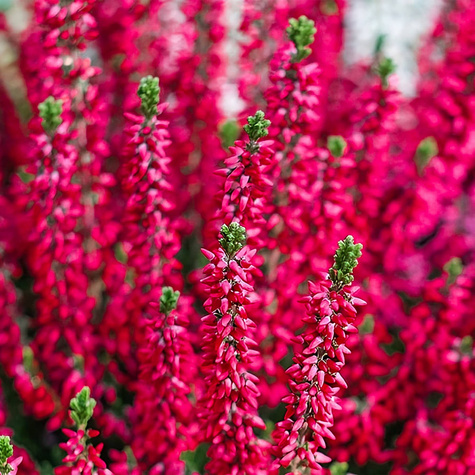 3x Rote Knospenheide – Pflanzenset