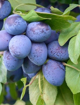 Pflaumenbaum Krasnaja Diestiernaja - Wurzelnackte Pflanze