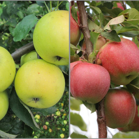 Apfelbaume Duo Kosztela + Gloster Obstbaum Apfel 120 cm / 160 cm