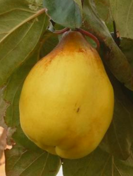 Birnenquitte Ursynowska Großfruchtige - Wurzelnackte Pflanze